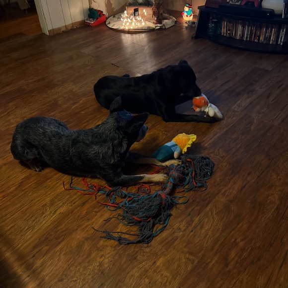 Meet your Posher, Victoria - Picture 4 of 4